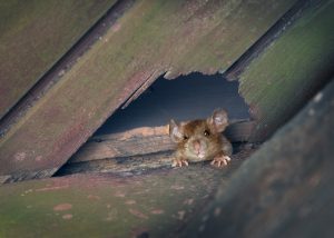 Roof Rat - Rodent Control in South West London