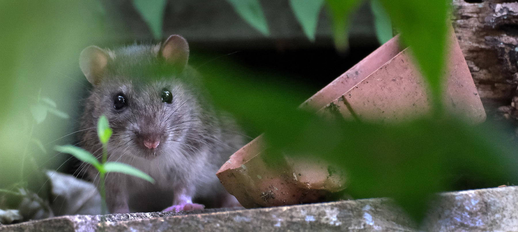 Rodent Control South West London - Putney, Wandsworth