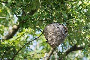 Hornet Nest Removal - Fulham, Twickenham, Kingston, Richmond, Sutton